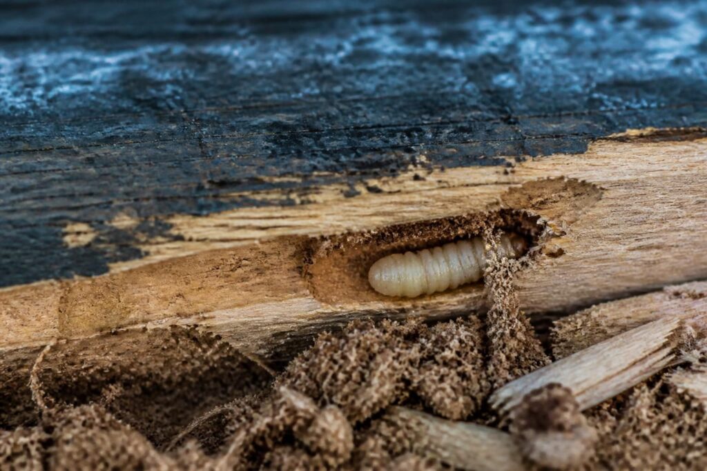 découvrez comment identifier et traiter efficacement les larves du bois, ces insectes parasites qui endommagent vos structures en bois. conseils pratiques et solutions pour protéger votre habitat.